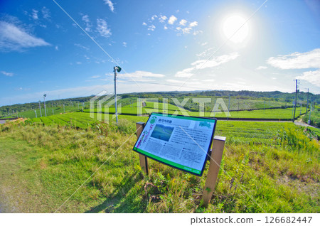 Fujikawachi Tea Farm and the blue sky, a popular viewing spot in Ube City, Yamaguchi Prefecture 126682447
