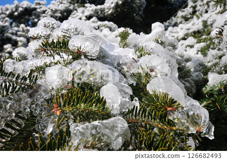 Mountain landscape after heavy snowfall, trees covered with snow and rime, China, Anhui Province, Mount Huang 126682493