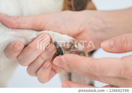 The owner puts wax on the dog's paws. The owner puts wax on the dog's paws. 126682598
