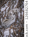 Flying squirrels I met in the winter forest 126682764