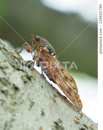 夏日意象(蟬/棕蟬) 夏日意象(蟬/棕蟬) 126682790