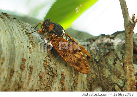 Summer image (Cicada/Brown cicada) 126682792