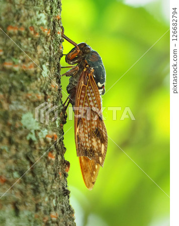 Summer image (Cicada/Brown cicada) 126682794