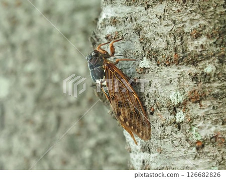 Summer image (Cicada/Brown cicada) 126682826