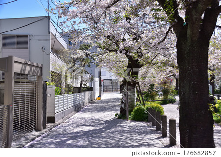 世田谷、大澤、北澤河綠道、茶澤通 126682857