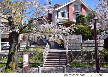 Cherry blossoms along the Kitazawa River Greenway in Setagaya, Daita Cherry blossoms along the Kitazawa River Greenway in Setagaya, Daita 126682859