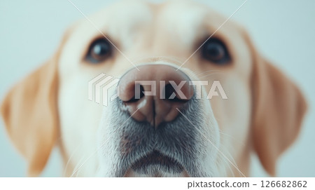 Capturing the essence of canine curiosity, the close up reveals a golden retriever's wet nose and delicate whiskers, showcasing an adorable and playful expression Capturing the essence of canine curiosity, the close up reveals a golden retriever's wet nose and delicate whiskers, showcasing an adorable and playful expression 126682862