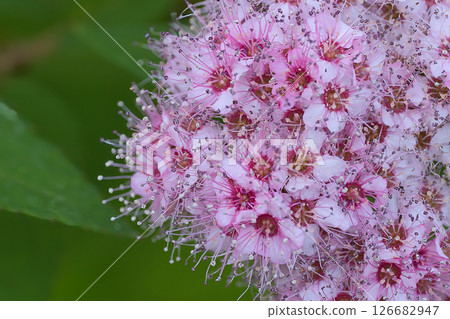Pink Eupatorium japonicum flowers Pink Eupatorium japonicum flowers 126682947