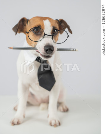 Jack Russell Terrier Dog Wearing Glasses Holds Pencil.  126682974