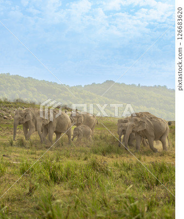 wild aggressive asian elephant or Elephas maximus indicus herd or group family running in summer season safari in natural green scenic grassland at jim corbett national park forest uttarakhand india wild aggressive asian elephant or Elephas maximus indicus herd or group family running in summer season safari in natural green scenic grassland at jim corbett national park forest uttarakhand india 126683620