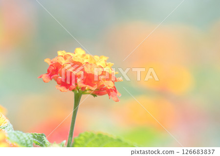 Red flower lantana Red flower lantana 126683837
