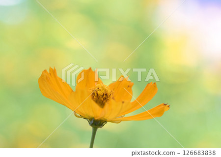 Vivid orange cosmos Vivid orange cosmos 126683838