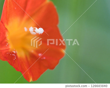Red malva flower 126683840