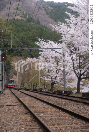 睿山電鐵鞍馬線二之瀨站櫻花樹與楓樹紅1 126683861