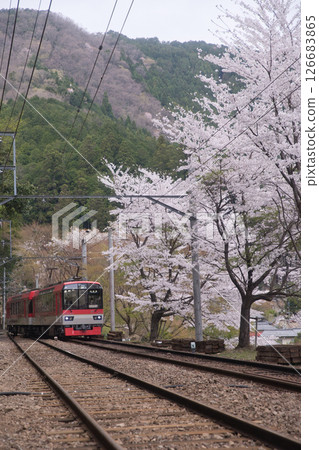 睿山電鐵鞍馬線二之瀨站櫻花樹與楓樹紅4 126683865