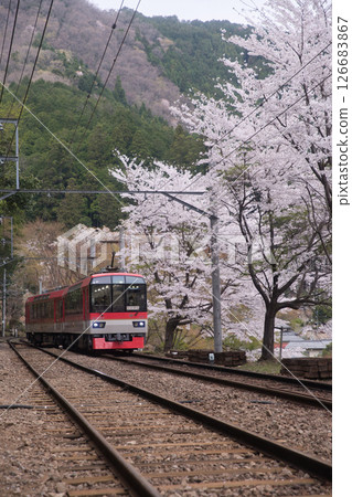 Eizan Electric Railway Kurama Line Ninose Station Cherry blossom trees and maple red 6 126683867