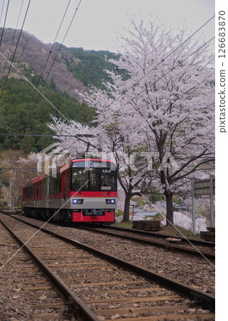 Eizan Electric Railway Kurama Line Ninose Station Cherry blossom trees and maple red 9 Eizan Electric Railway Kurama Line Ninose Station Cherry blossom trees and maple red 9 126683870
