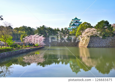 【愛知縣】名古屋城和春天盛開的櫻花 【愛知縣】名古屋城和春天盛開的櫻花 126683875