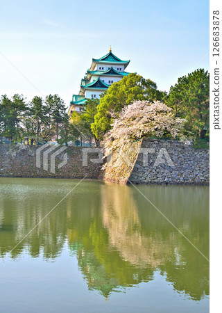 [Aichi Prefecture] Nagoya Castle and cherry blossoms in full bloom in spring 126683878