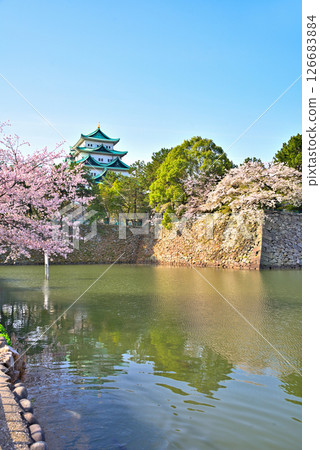 [Aichi Prefecture] Nagoya Castle and cherry blossoms in full bloom in spring 126683884