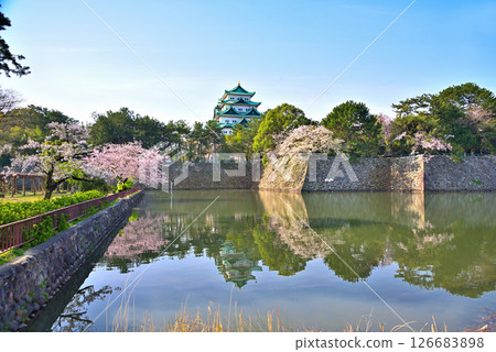 [Aichi Prefecture] Nagoya Castle and cherry blossoms in full bloom in spring 126683898