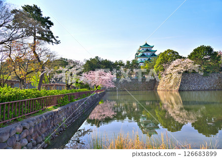 [Aichi Prefecture] Nagoya Castle and cherry blossoms in full bloom in spring 126683899