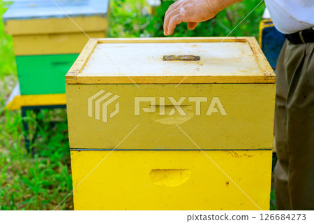 Hand reaches out to inspect yellow beehive located in lush garden under bright sunlight. 126684273