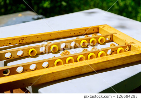 Beekeepers set up honeycomb frames on sunny day, ready for honey extraction hive maintenance activities. 126684285