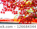 Bright red autumn leaves 126684344