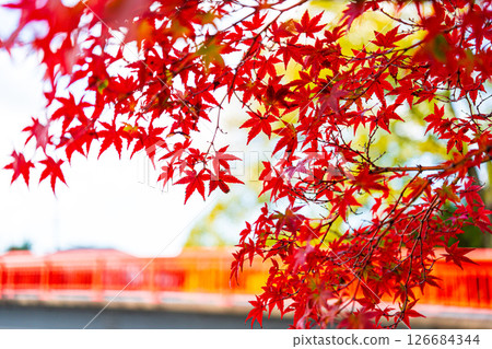 Bright red autumn leaves 126684344