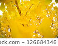 Golden ginkgo leaves 126684346