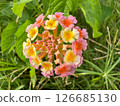 beautiful colorful flowers in the garden 126685130