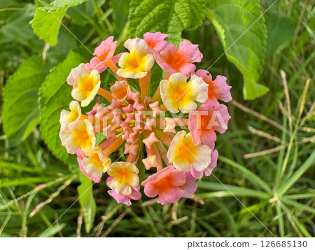 beautiful colorful flowers in the garden 126685130
