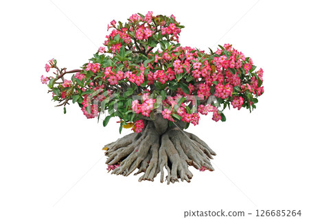 Adenium obesum tree also known as Desert Rose 126685264