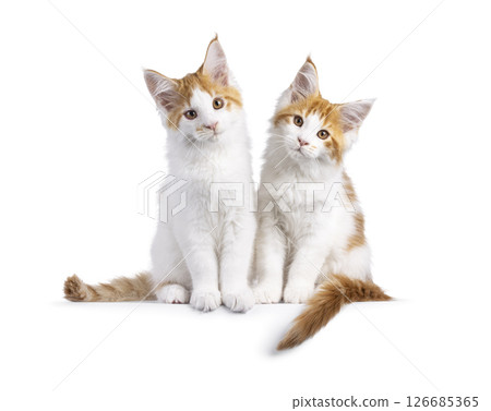 Maine Coon cat kittens on black background on white background 126685365