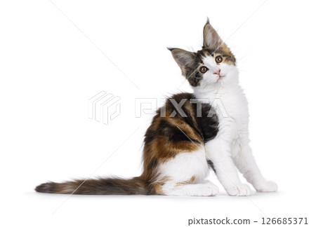 maine Coon cat kitten on white background maine Coon cat kitten on white background 126685371