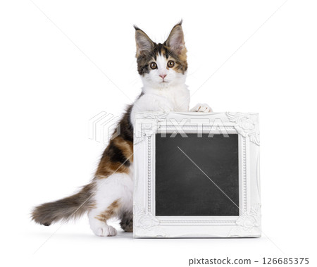 maine Coon cat kitten on white background maine Coon cat kitten on white background 126685375