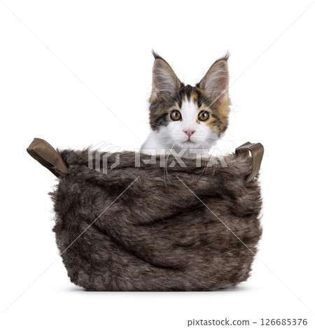 maine Coon cat kitten on white background maine Coon cat kitten on white background 126685376