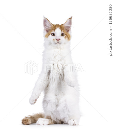 Maine Coon cat kitten on white background 126685380