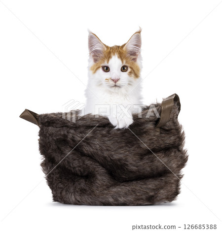 Maine Coon cat kitten on white background Maine Coon cat kitten on white background 126685388
