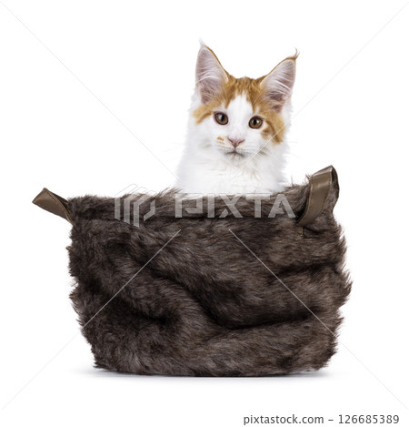 Maine Coon cat kitten on white background 126685389