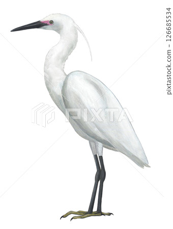 小白鷺 126685534