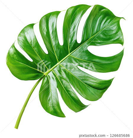 Monstera deliciosa fresh green leaf isolated on white background, PNG transparent clipart. 126685686