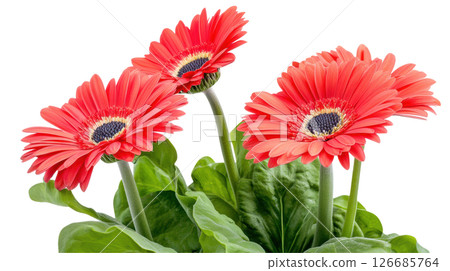 Gerbera Daisy red oranger flower isolated on white background, PNG transparent. 126685764