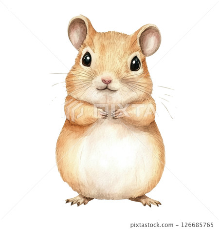 Gerbil mouse watercolor painting isolated on white background, PNG transparent. 126685765