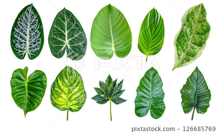 Set of green leaves transparent PNG isolated on white background. 126685769