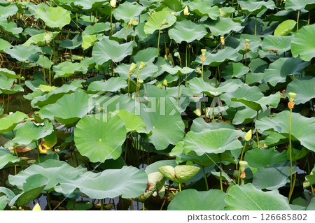 a pond full of lotus flowers 126685802
