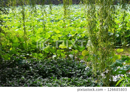 a pond full of lotus flowers 126685803