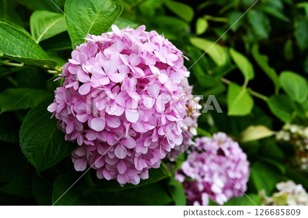 very nice pink flower ball in front of green leaves background 126685809