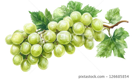 Grapes drop with leaves watercolor painting isolated on white background, PNG transparent. Grapes drop with leaves watercolor painting isolated on white background, PNG transparent. 126685854